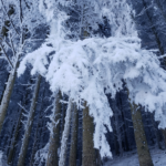 Le gel de cet hiver a-t-il rarefié la future biodiversité de ce printemps ?