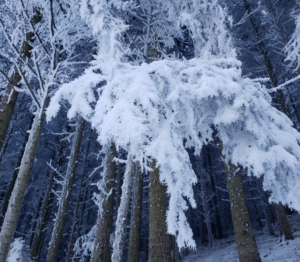Le gel de cet hiver a-t-il rarefié la future biodiversité de ce printemps ?