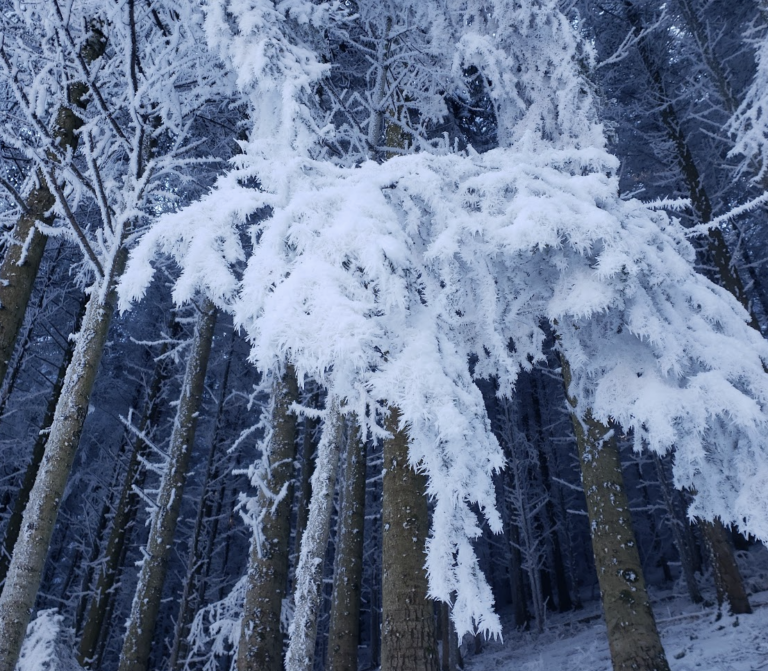 le-gel-de-cet-hiver-a-t-il-rarefie-la-future-biodi