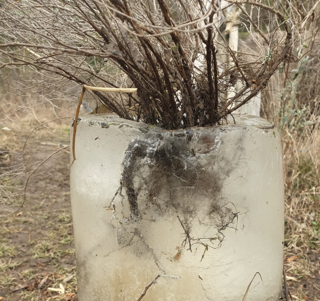 le-plant-de-thym-racines-nues-a-gele-dans-le-bac-d