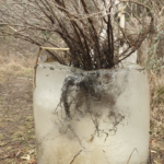 Le plant de thym racines nues a gelé dans le bac d’eau, c’est grave docteur ?