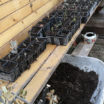 Que faire au mois de février (plan de culture B) ?