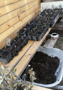 Que faire au mois de février (plan de culture B) ?