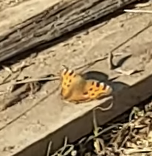 melitee-orangee-la-damier-orange-le-diane-la