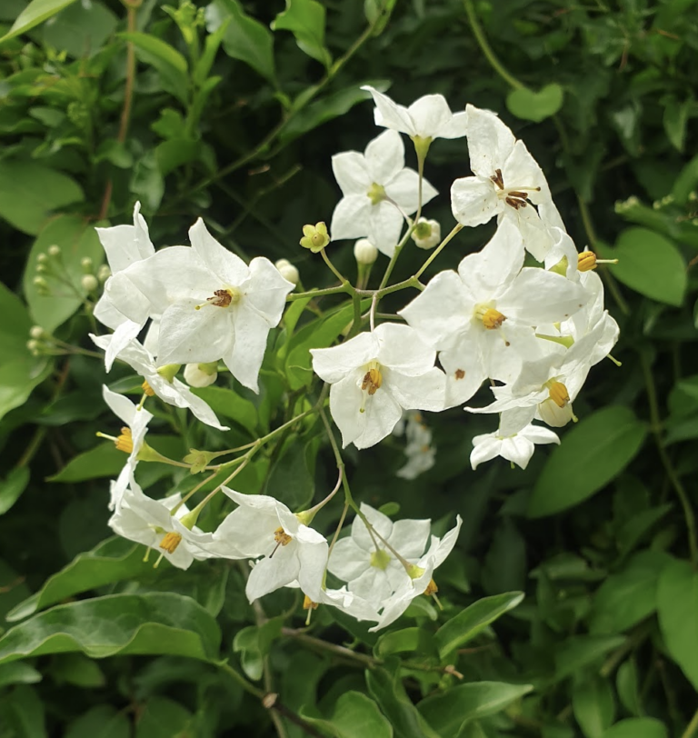 morelle-faux-jasmin-morelle-lache