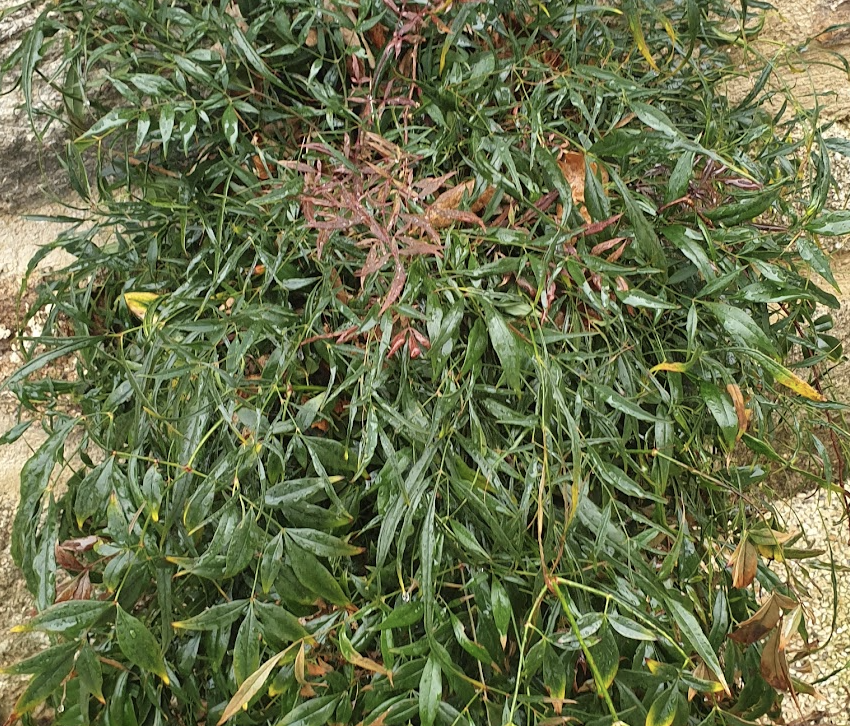 nandina-domestica