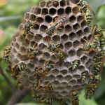 Nid de guêpes nombreux : qu’est ce que les guêpes apportent à la biodiversité (pollinisation etc..) ?