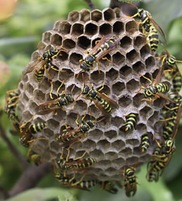 nid-de-guepes-nombreux-qu-8217-est-ce-que-les-guep