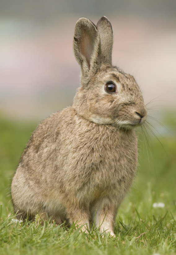 oryctolagus-cuniculus