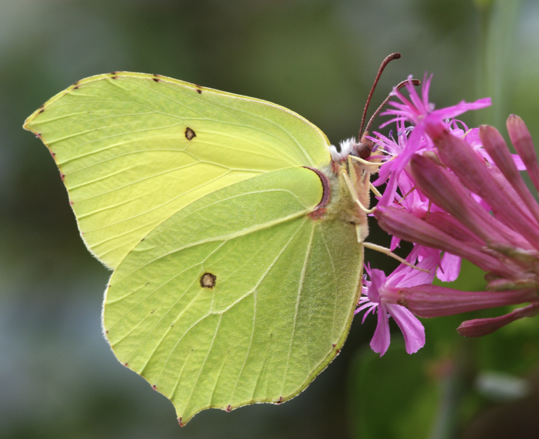 papillon-citron-gonepteryx-rhamni