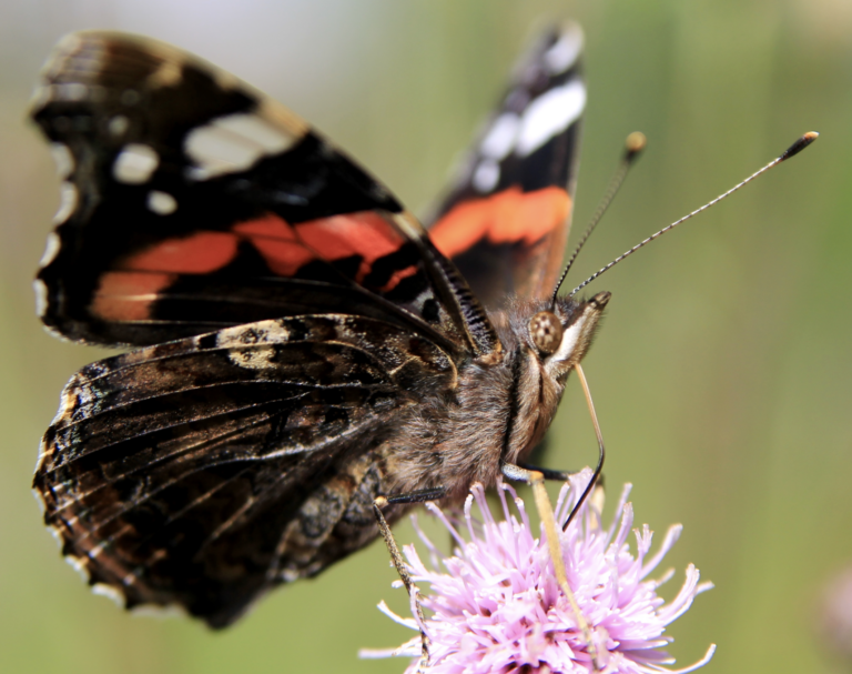 papillon-vulcain-vanessa-atalanta
