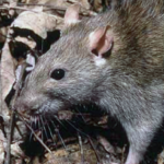 Peut-on vraiment attrapper la leptospirose dans un potager équilibré mais avec présence de renard et de rat brun ?