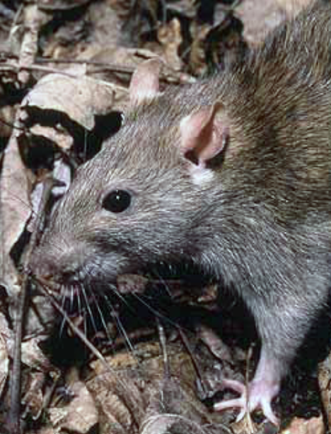 peut-on-vraiment-attrapper-la-leptospirose-dans-un