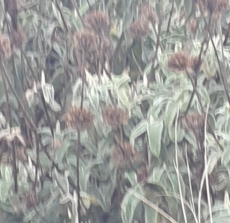 phlomide-ligneuse-phlomis-ligneux-sauge-de-jerusal