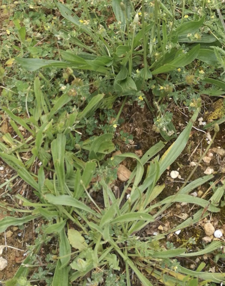 plantain-lanceole-plantago-lanceolata