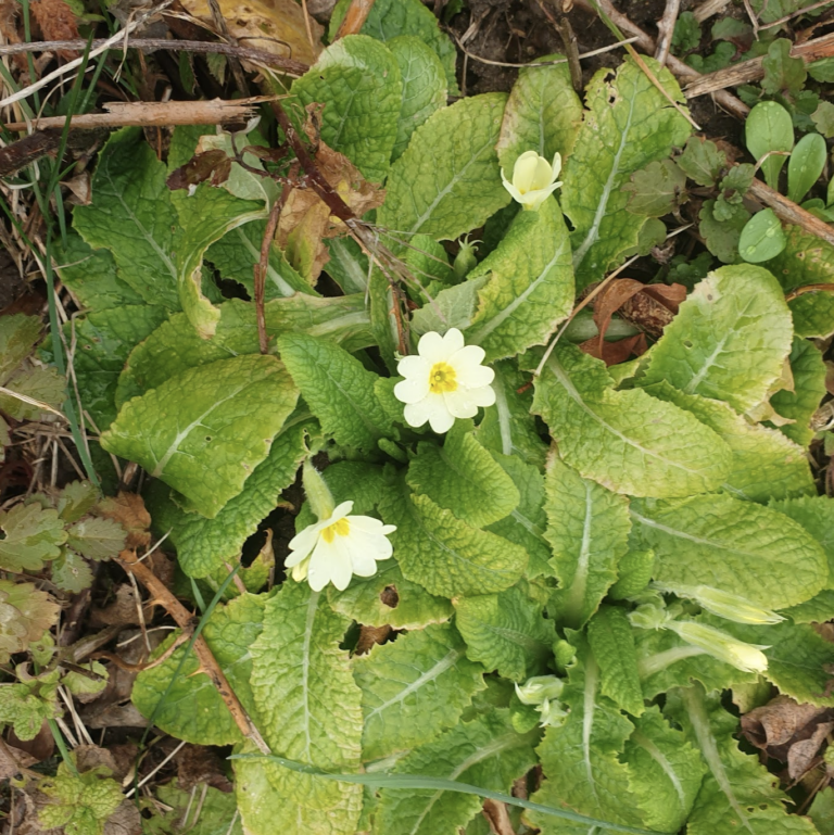 primula-vulgaris