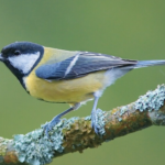 Qu’apportent les passereaux au maintien d’un biotope et de la biodiversité ?