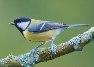 Qu’apportent les passereaux au maintien d’un biotope et de la biodiversité ?
