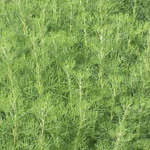 Quand faire les boutures d’arquebuse ?