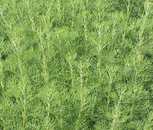 Quand faire les boutures d’arquebuse ?