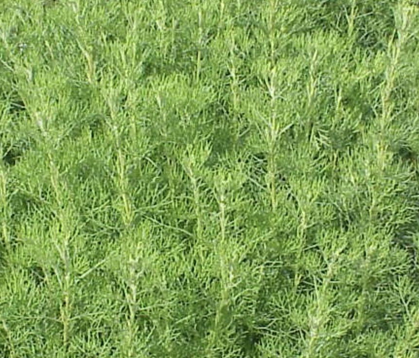 quand-faire-les-boutures-d-8217-arquebuse