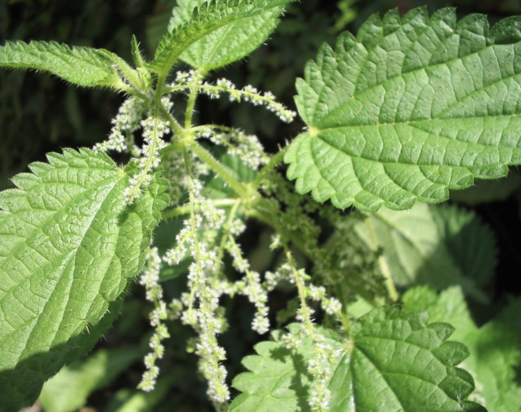 que-faire-contre-une-piqure-d-8217-ortie