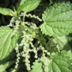 Que faire contre une piqure d’ortie ?