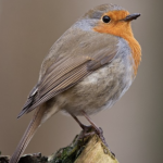 Quel nichoir peut convenir au rouge gorge ?