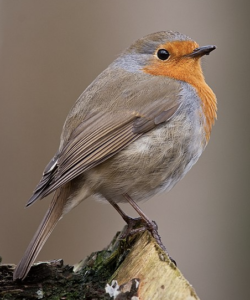 Quel nichoir peut convenir au rouge gorge ?
