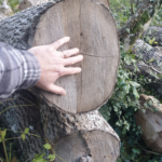 Quelle dimensions pour une ruche tronc ?