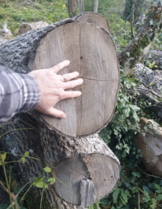 Quelle dimensions pour une ruche tronc ?