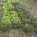 Quelle est la laitue la mieux adaptée pour USDA 7a ?