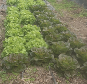 Quelle est la laitue la mieux adaptée pour USDA 7a ?