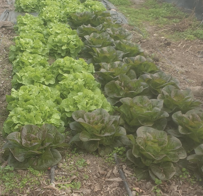 quelle-est-la-laitue-la-mieux-adaptee-pour-usda-7a