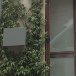 Quelle plante qui fait des fleurs demandant peu d’eau pour un mur chaud en plein soleil ?