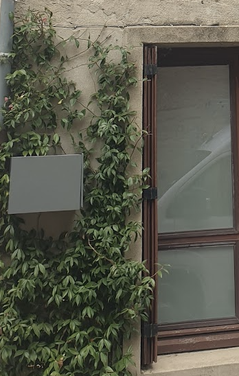 quelle-plante-qui-fait-des-fleurs-demandant-peu-d-