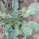 Quelles vivaces potagères pour peupler une baissière très arrosée en hiver mais beaucoup moins en été ?