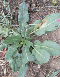 Quelles vivaces potagères pour peupler une baissière très arrosée en hiver mais beaucoup moins en été ?