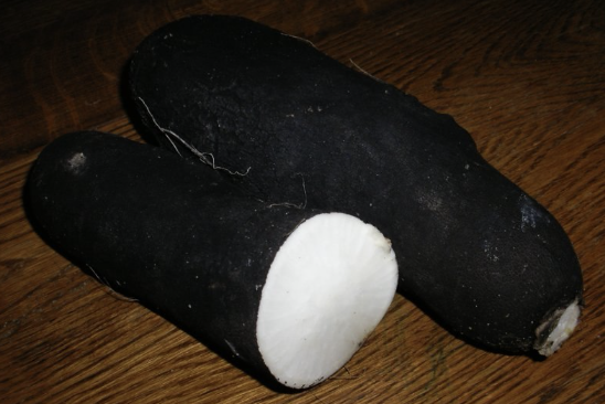 radis-noir-raphanus-sativus-var-niger