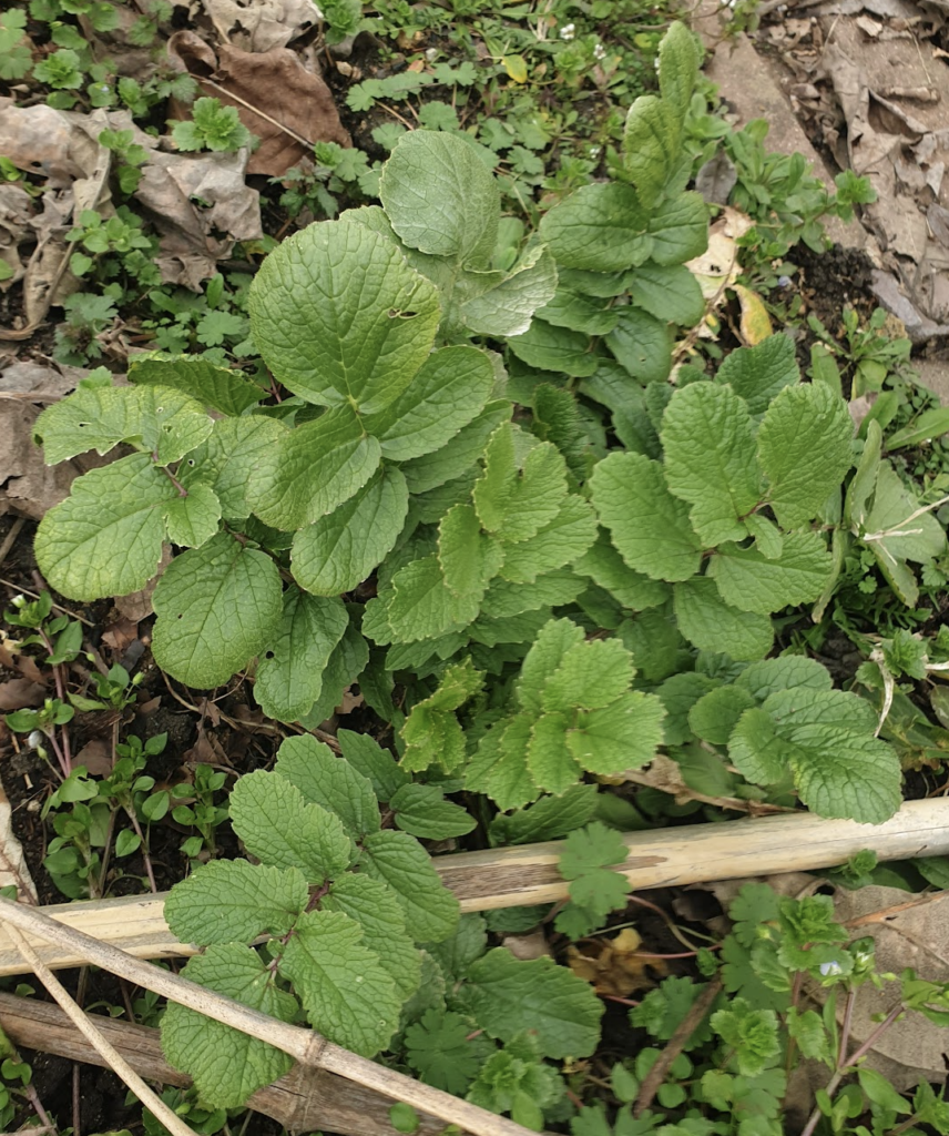 radis-sauvage-ravenelle