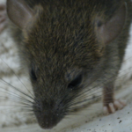 Rattus rattus alexandrinus