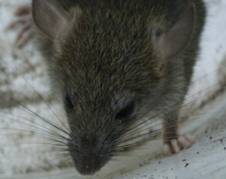 rattus-rattus-alexandrinus