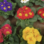 Réchauffement climatique : comment faire durer la floraison plus longtemps ?