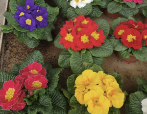 Réchauffement climatique : comment faire durer la floraison plus longtemps ?