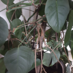 Rhaphidophora tetrasperma, Monstera