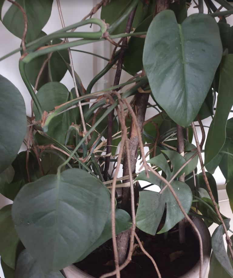 rhaphidophora-tetrasperma-monstera