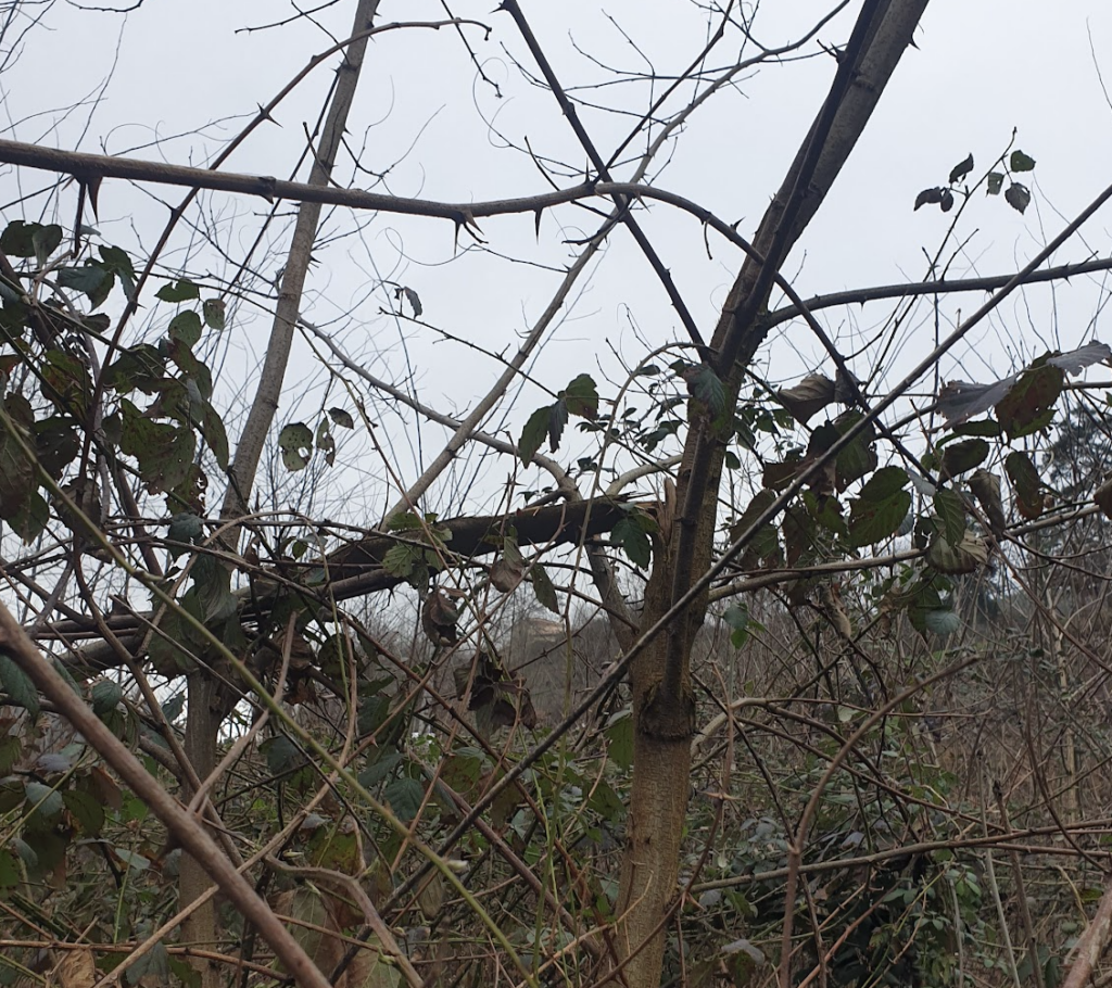 robinier-faux-acacia-casse-a-mi-hauteur-par-la-tem