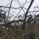 Robinier faux acacia cassé à mi hauteur par la tempête, que faire ?