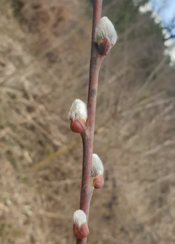 salix-caprea