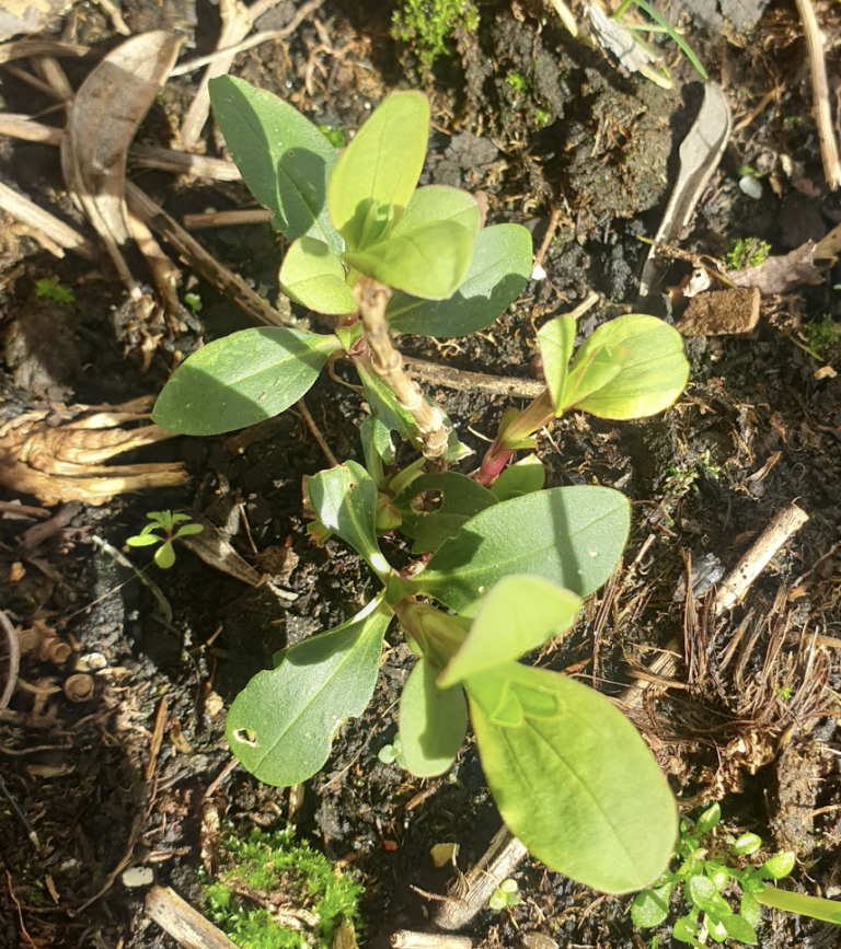 saponaria-officinalis